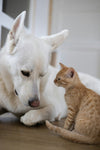 Winter Pet Care: 8 Ways to Keep Your Dog or Cat Warm, Safe &amp; Comfortable